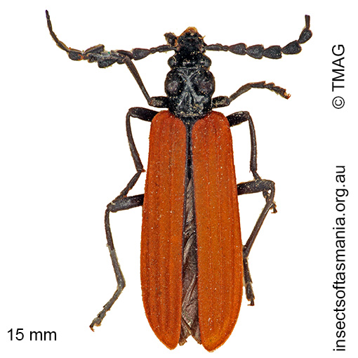 Species image