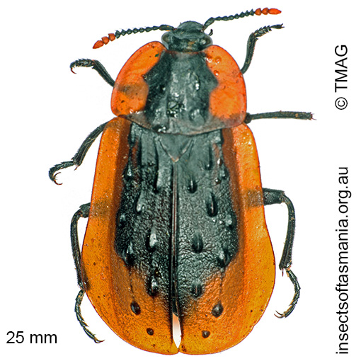 Species image