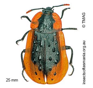Ptomaphila lacrymosa