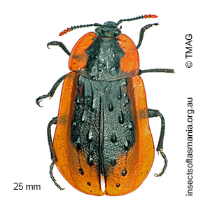 Ptomaphila lacrymosa