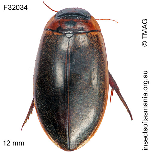 Species image