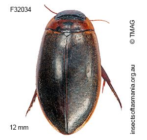 Rhantus suturalis