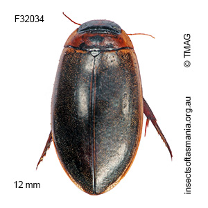 Rhantus suturalis