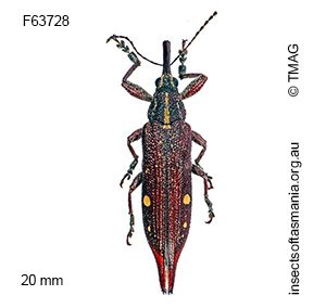 Rhinotia bidentata