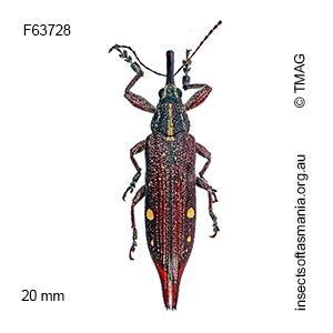 Rhinotia bidentata