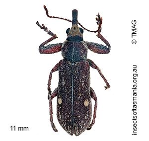 Rhinotia bimaculata