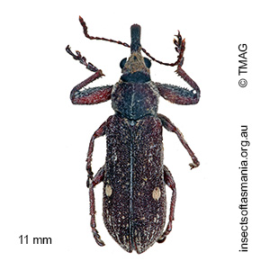 Rhinotia bimaculata