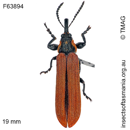 Species image