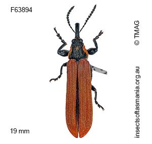Rhinotia haemoptera