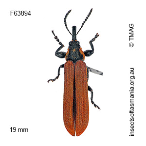 Rhinotia haemoptera