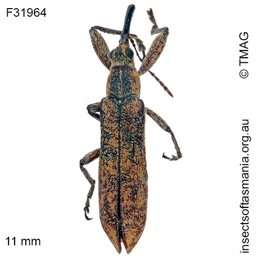 Species image
