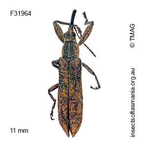 Rhinotia pictirostris