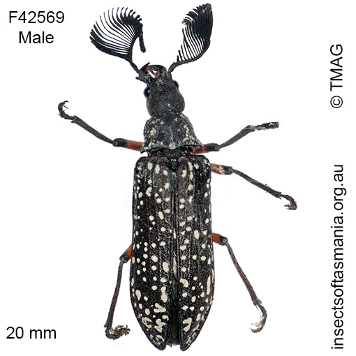 Species image