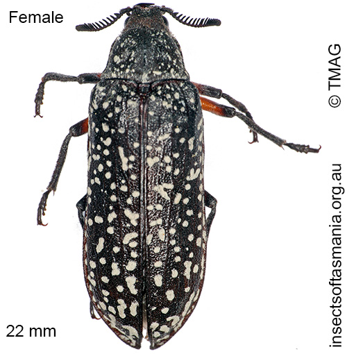Species image