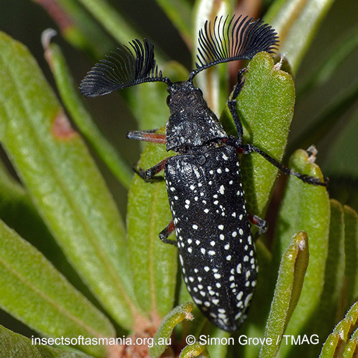 Species image