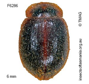 Rodatus carinifex