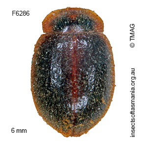 Rodatus carinifex