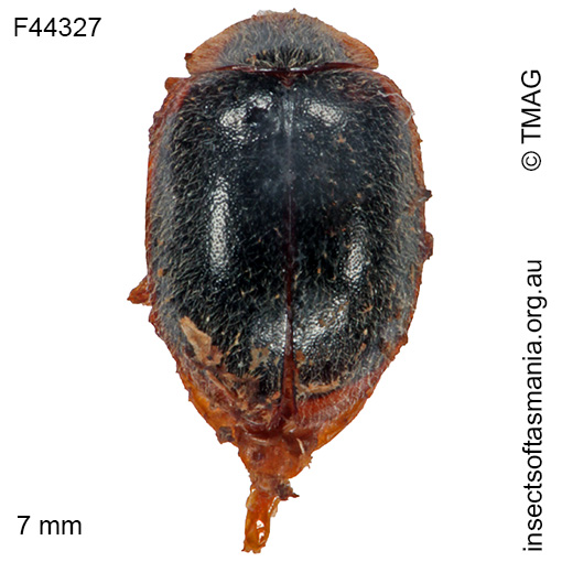 Rodatus tasmanicus