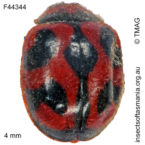 Species image