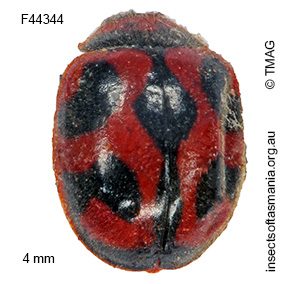 Novius cardinalis