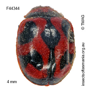 Novius cardinalis