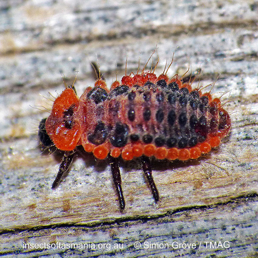 Species image
