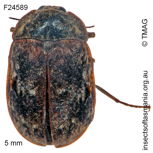 Species image