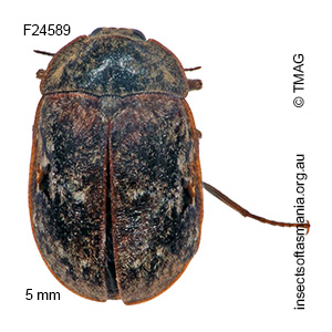 Sclerocyphon lacustris
