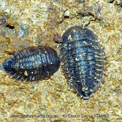 Species image
