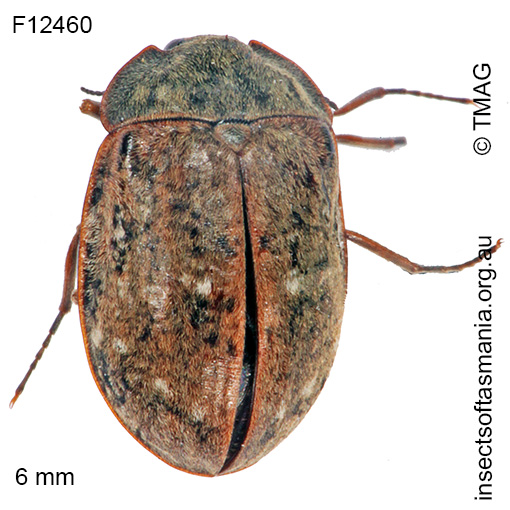 Species image