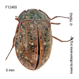 Sclerocyphon secretus