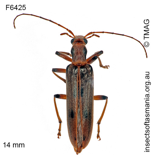 Species image