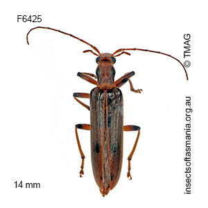 Sessinia nigronotata