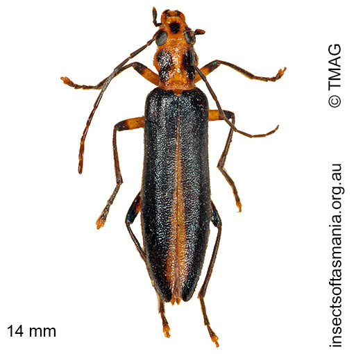 Species image