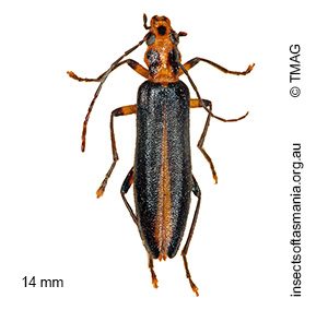 Sessinia punctum