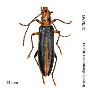 Sessinia punctum