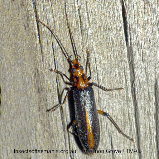 Species image