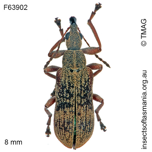 Species image