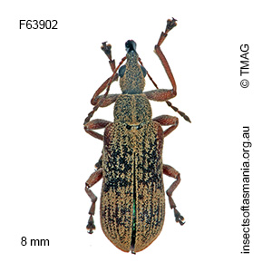 Sphinctobelus cinereus
