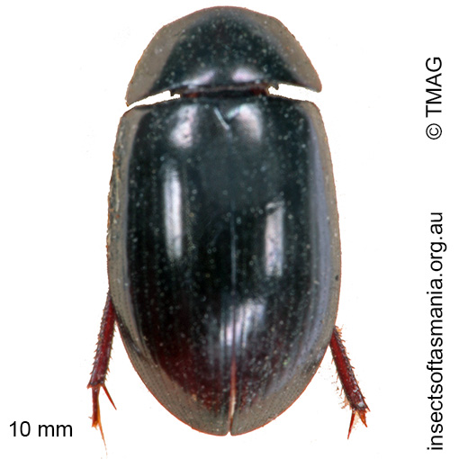 Species image