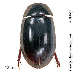 Sternolophus marginicollis