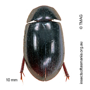 Sternolophus marginicollis