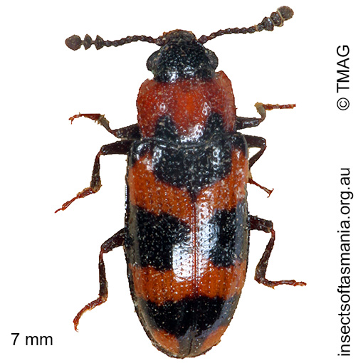 Species image