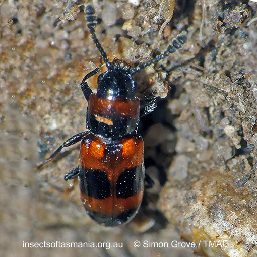 Species image