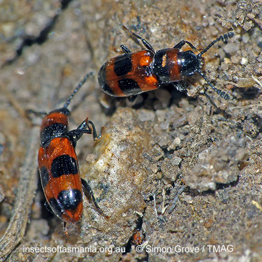 Species image
