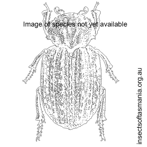 Image of species not yet available