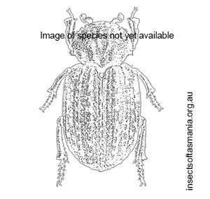 Trox scaber