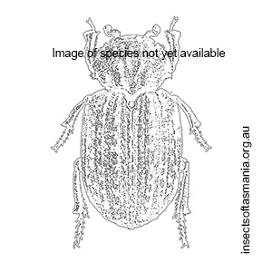 Trox scaber