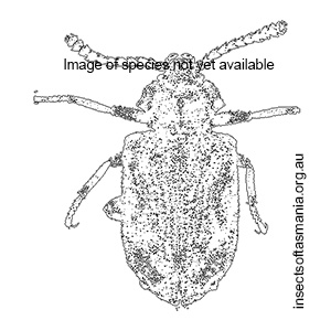 Ulodes verrucosus