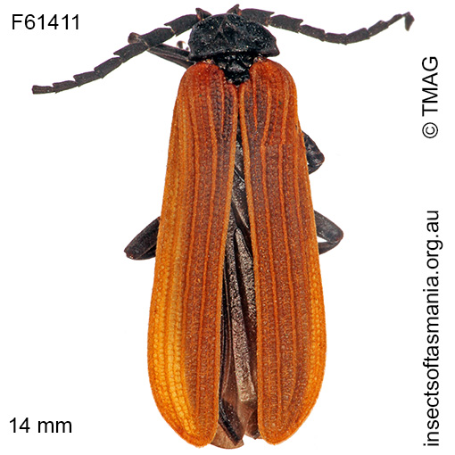 Species image